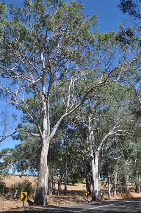 Plantfiles Pictures Eucalyptus Cultivar Blue Gum Tree Red River Weeping Red River Gum Blue