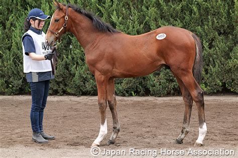 セレクトセールニュース速報｜セレクトセール2023特集｜競馬情報ならjra Van