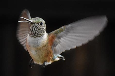 Broadtail Hummingbird Female Rwildlifephotography