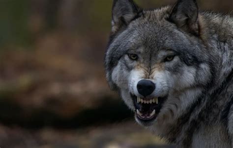 Обои волк, зубы, пасть, клыки, оскал, wolf, волчара картинки на рабочий ...