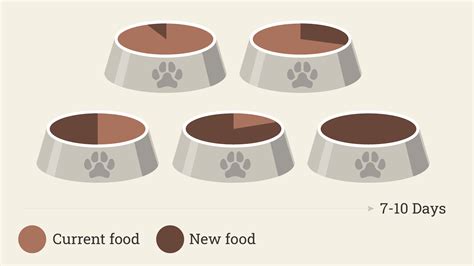 Cat Feeding Guide How Much Should I Feed My Cat Purina