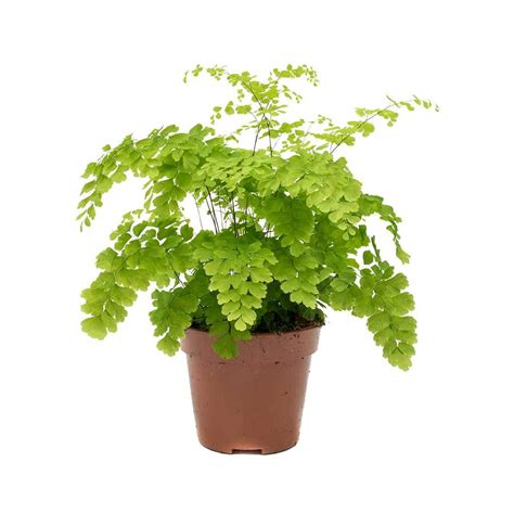 Fern - Adiantum raddianum 'Fragrans'