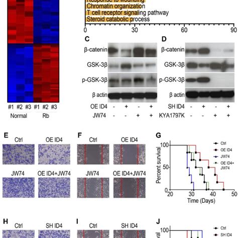 Id4 Regulates The Metastasis Of Retinoblastoma Through The Download Scientific Diagram