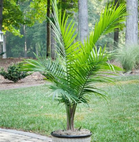 Majesty Palm Care A Guide To Keeping Your Plant Healthy