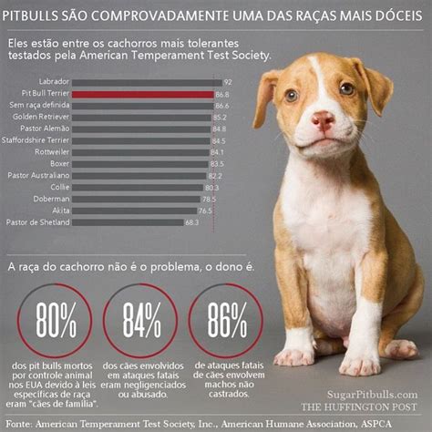 Por que é ridículo ainda achar que Pit Bulls são inerentemente