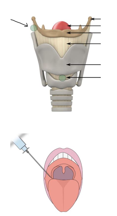 Upper Airway Blocks Diagram Quizlet