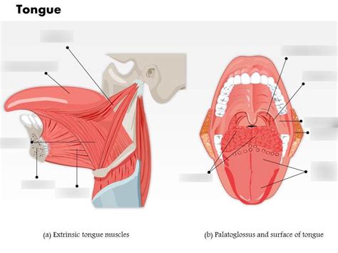 Extrinsic Tongue Muscles Diagram Quizlet