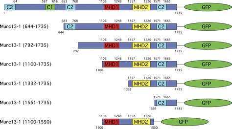 Identification Of The Minimal Protein Domain Required For Priming