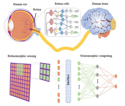 Low Dimensional Optoelectronic Synaptic Devices For Neuromorphic Vision