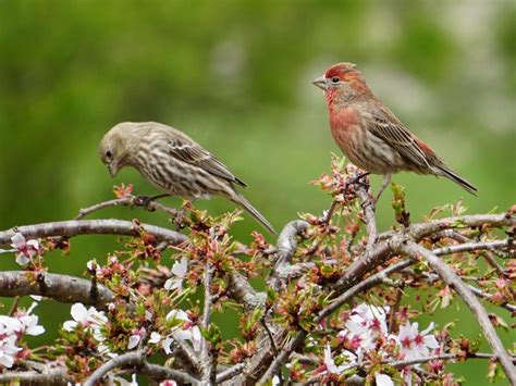 Female House Finches: Identification Guide | Bird Fact