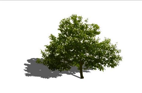 Sketchup Components 3d Warehouse Chestnut Tree