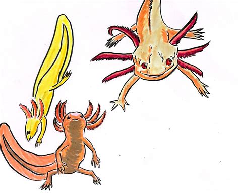 Axolotl sketches by Nynke-FmnF on DeviantArt