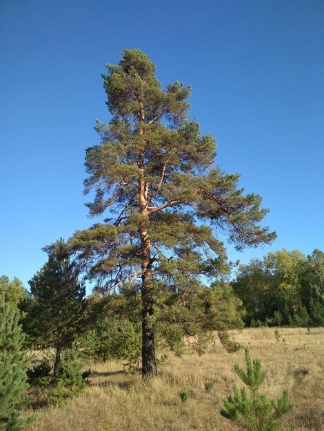 Premium Photo Beautiful Background Green Tall Pine Trees Nature