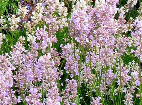 Lavender Pink Ellagance Lavandula Angustifolia Perennial Etsy