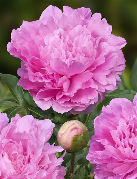 Пион Dinner Plate Фото И Описание – Telegraph