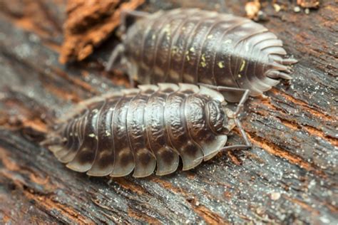 A Roly Poly Summer Smithsonian Science Education Center