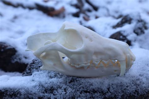 Patrial Geriatric Red Fox Skull Freyjas Forest