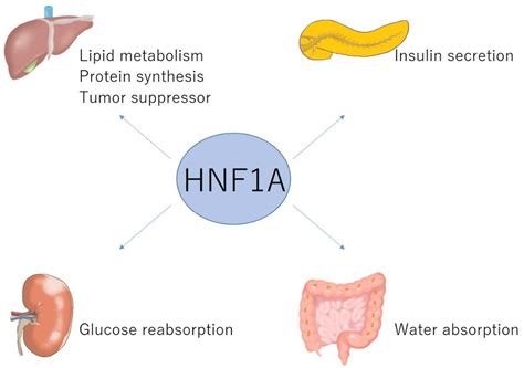 IJMS Free Full Text HNF1A Mutations And Beta Cell Dysfunction In