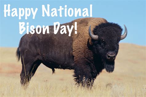 Happy National Bison Day By Uranimated18 On Deviantart