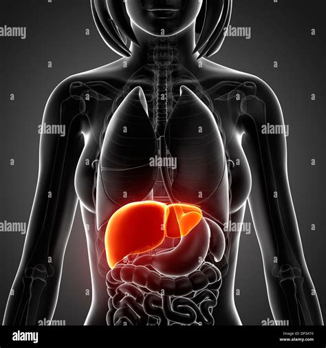 Female Chest Anatomy Hi Res Stock Photography And Images Alamy