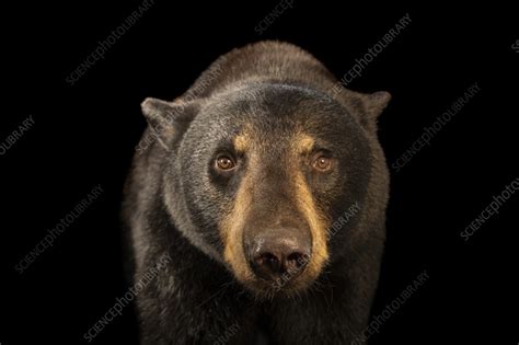 Florida black bear - Stock Image - C057/9861 - Science Photo Library