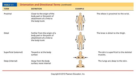 Directional Terms Worksheet Anatomy And Physiology Printable And Enjoyable Learning