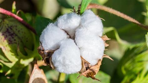 कापूस शेती कशी करावी How To Cultivate Cotton