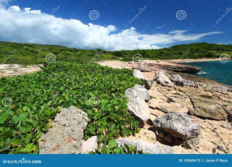 Guanica Reserve Puerto Rico Stock Image Image Of America Habitat