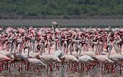 Category:Lake Bogoria - Wikimedia Commons