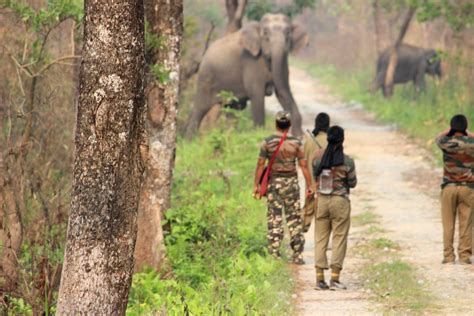 Manas National Park - The Saga of Tusks, Horns and Bills | India Travel Forum, BCMTouring