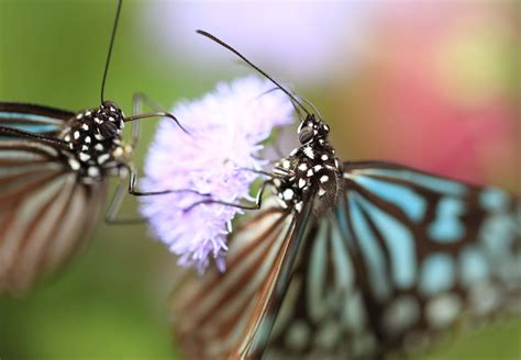 Free picture: butterfly, summer, biology, insect, animal, nature, moth ...