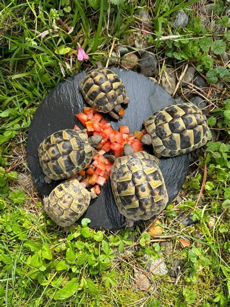 wiedergefundene Schildkröte mit neuem Namen Resort Walensee