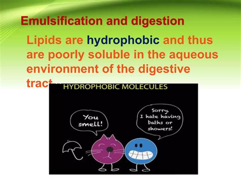 Metabolism Of Lipid Ppt