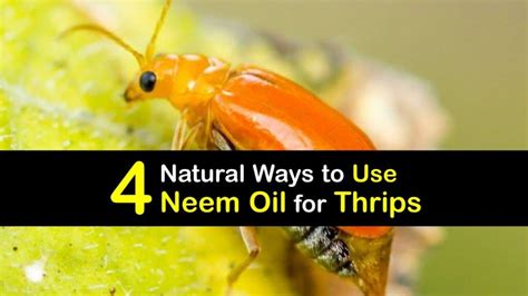 Getting Rid Of Thrips Fast Thrip Control Guide With Neem Oil