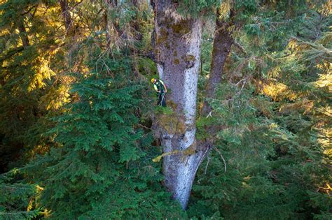 Climbing The Largest Spruce Tree In The Carmanah Valley — Tj Watt Photography