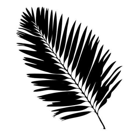 Palm leaf silhouette Royalty Free Vector Image