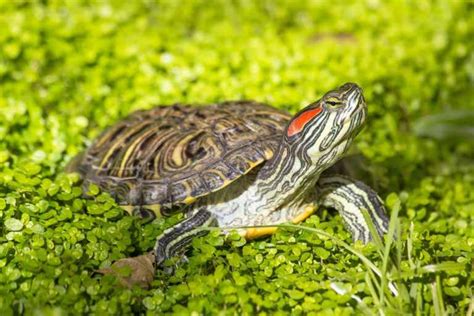 The Ultimate Red-Eared Slider Care Guide | ReptiFiles