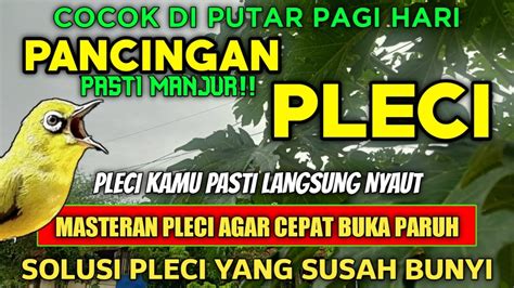 MASTERAN PLECI AGAR BUKA PARUH PANCINGAN PLECI AMPUH AGAR PLECI CEPAT