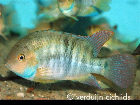 Amatitlania Sajica Verduijn Cichlids