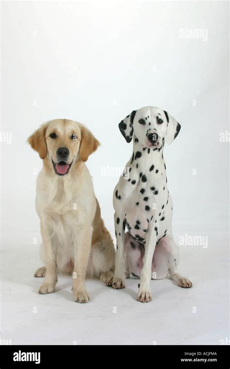 Dalmatian and Golden Retriever Stock Photo - Alamy