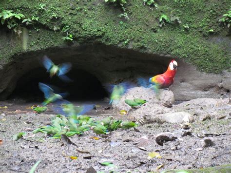 YASUNI LAST MINUTE - Yasuni Tours (April 2019) – Ecuador Open Tours