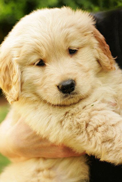 Cute Adorable Fluffy Golden Retriever Puppies