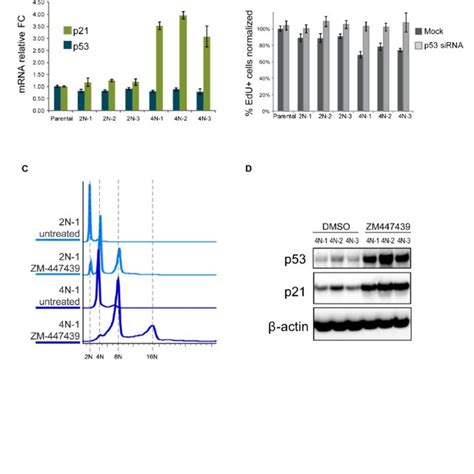 p53-dependent transcriptional and cell cycle effects in proliferating... | Download Scientific ...