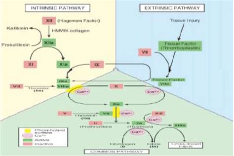 The Extrinsic And Intrinsic Pathway Of Coagulation Download