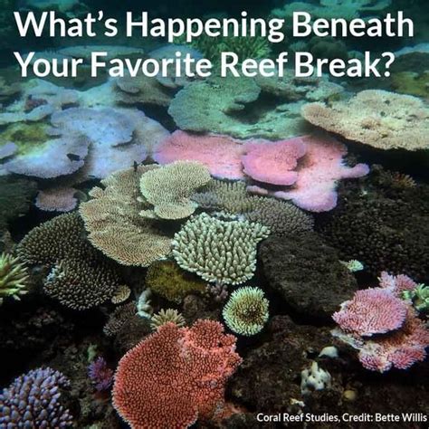 Coral Bleaching Effects on our Ecosystem | Coral bleaching, Ecosystems ...