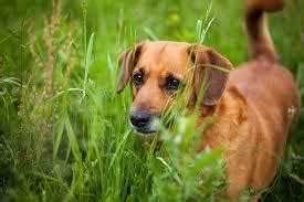 Anaplasmosis in Dogs: Cause, Symptoms and Treatment