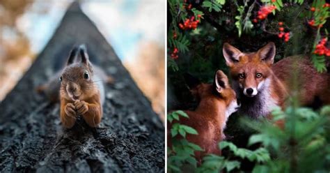 Captivating Photos of Finnish Forest Animals