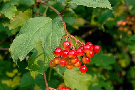 Cierre Para Arriba De Los Manojos De Bayas Rojas De Un Guelder Color De