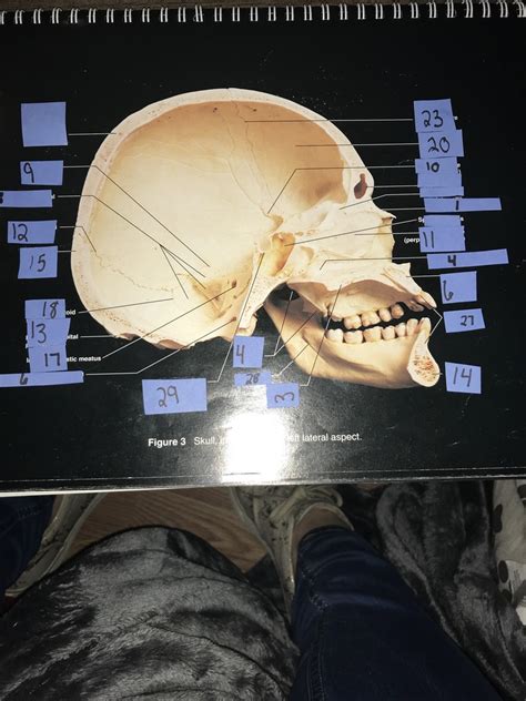 Label The Internal View Of The Skull Diagram Quizlet