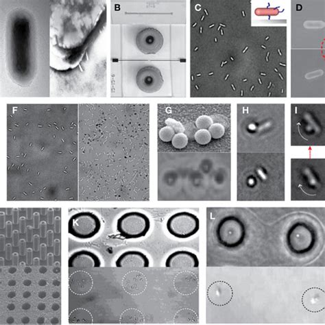 Escherichia Coli Rotary Flagellar Motor A Light Microscopy Image Of